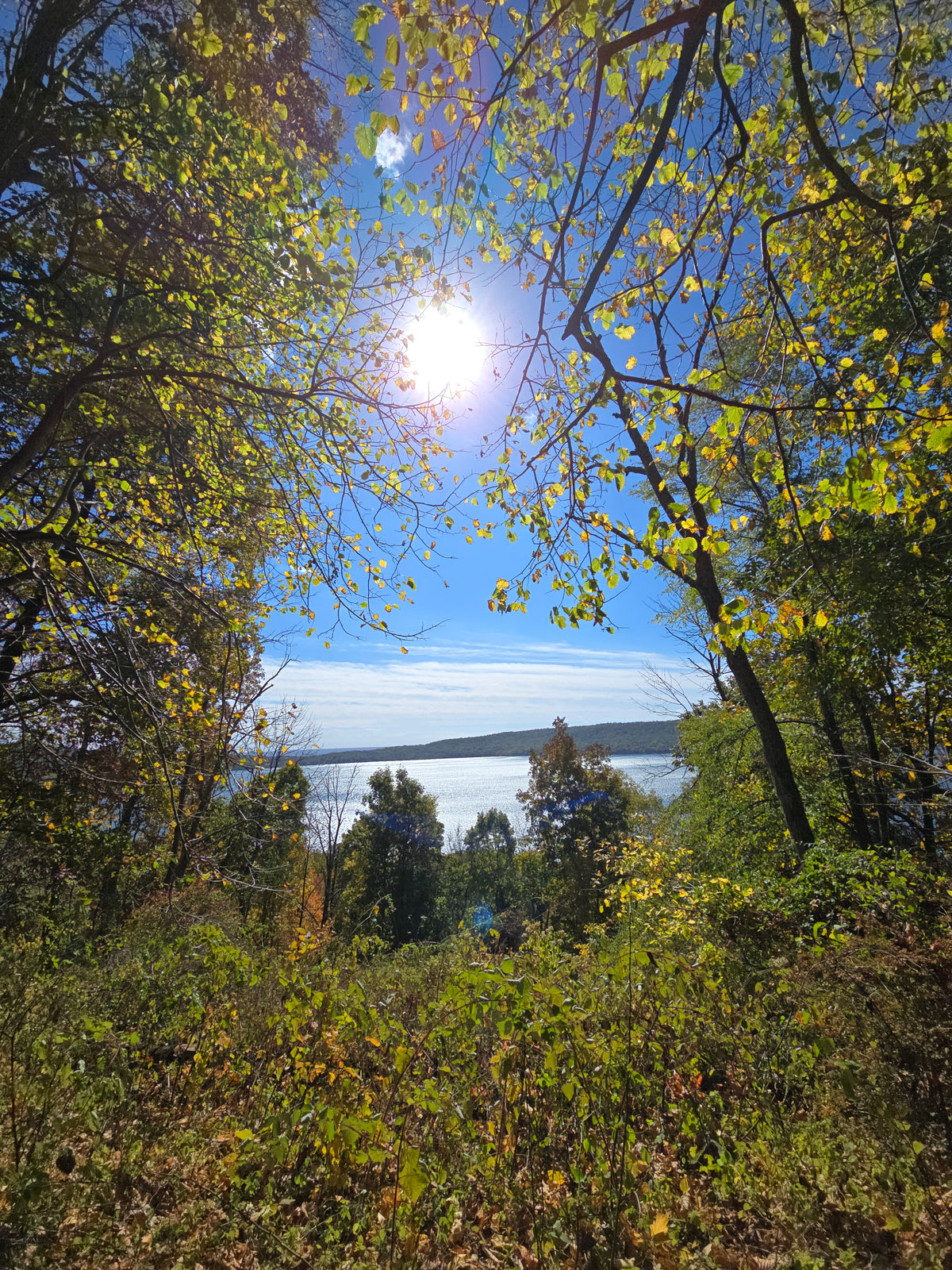 Through the Trees