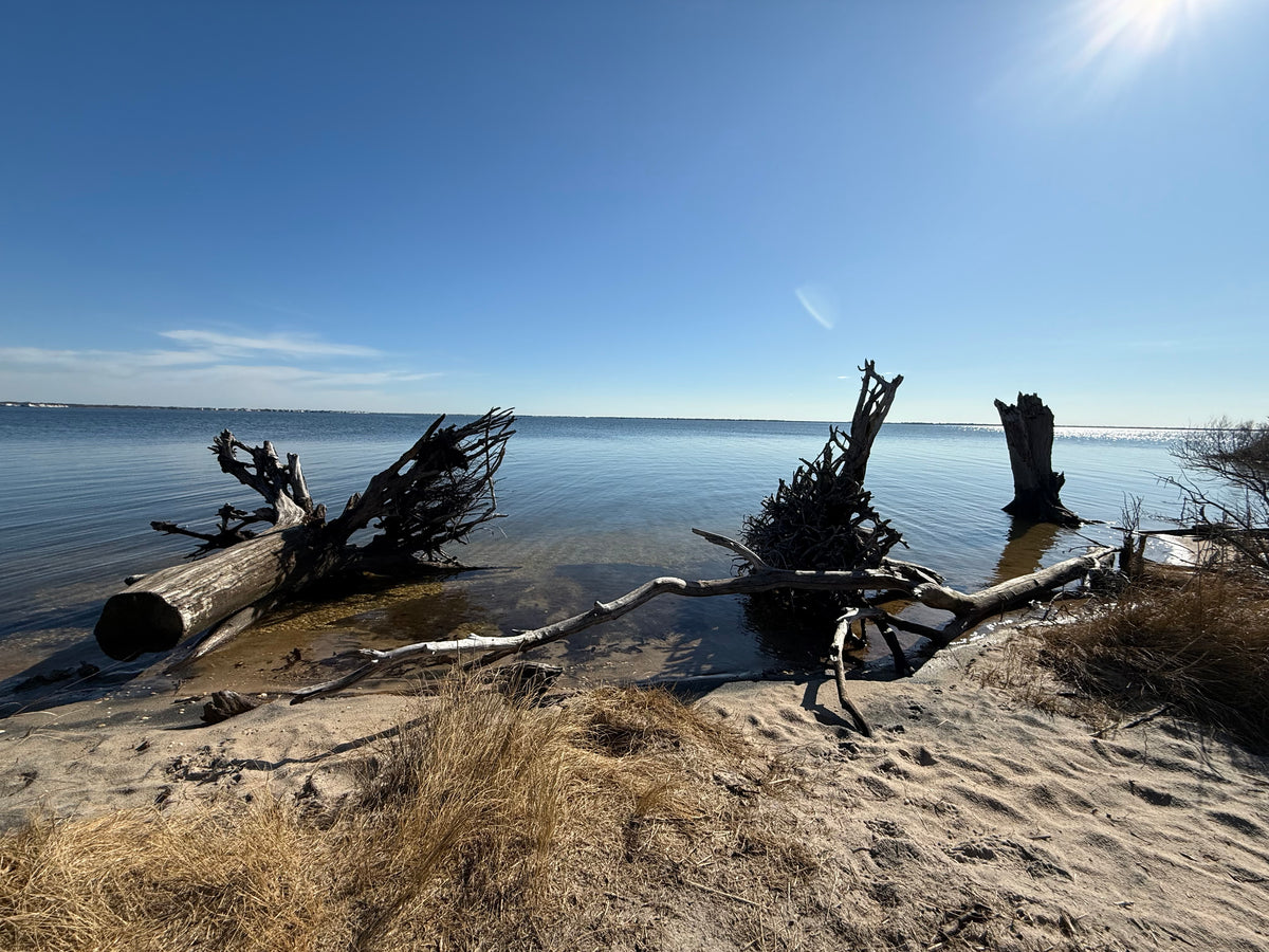 Even what gets left behind can become apart of the landscape.